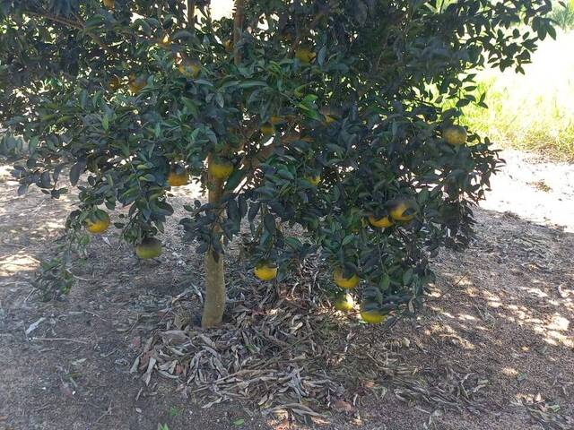 #363 - Área para Venda em Linhares - ES
