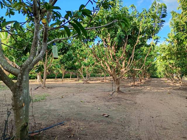 Venda em Canivete - Linhares