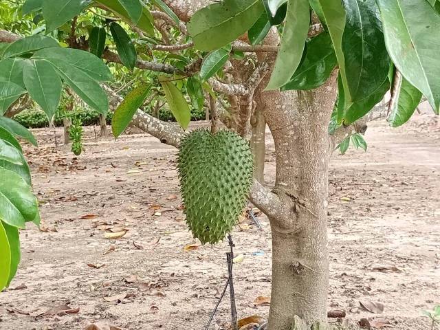 Área para Venda em Linhares - 4