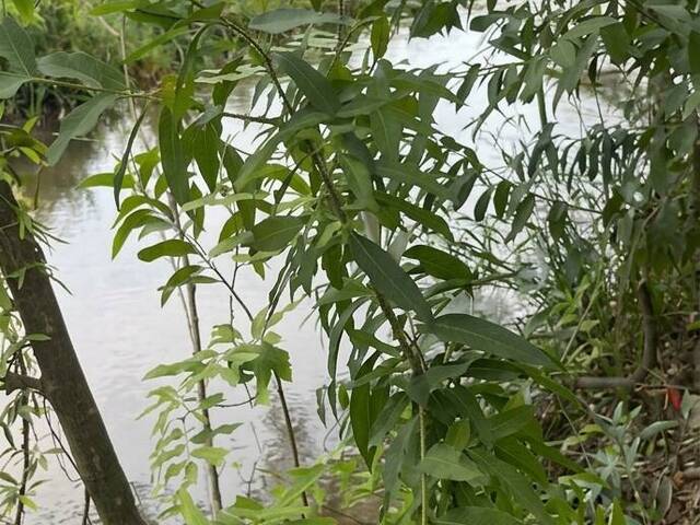 Área para Venda em Linhares - 3