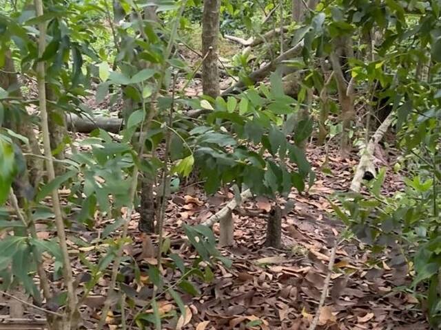 Área para Venda em Linhares - 4