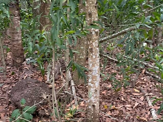 Área para Venda em Linhares - 5