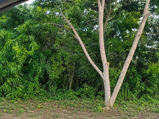 #729 - Área para Venda em São Mateus - ES - 1